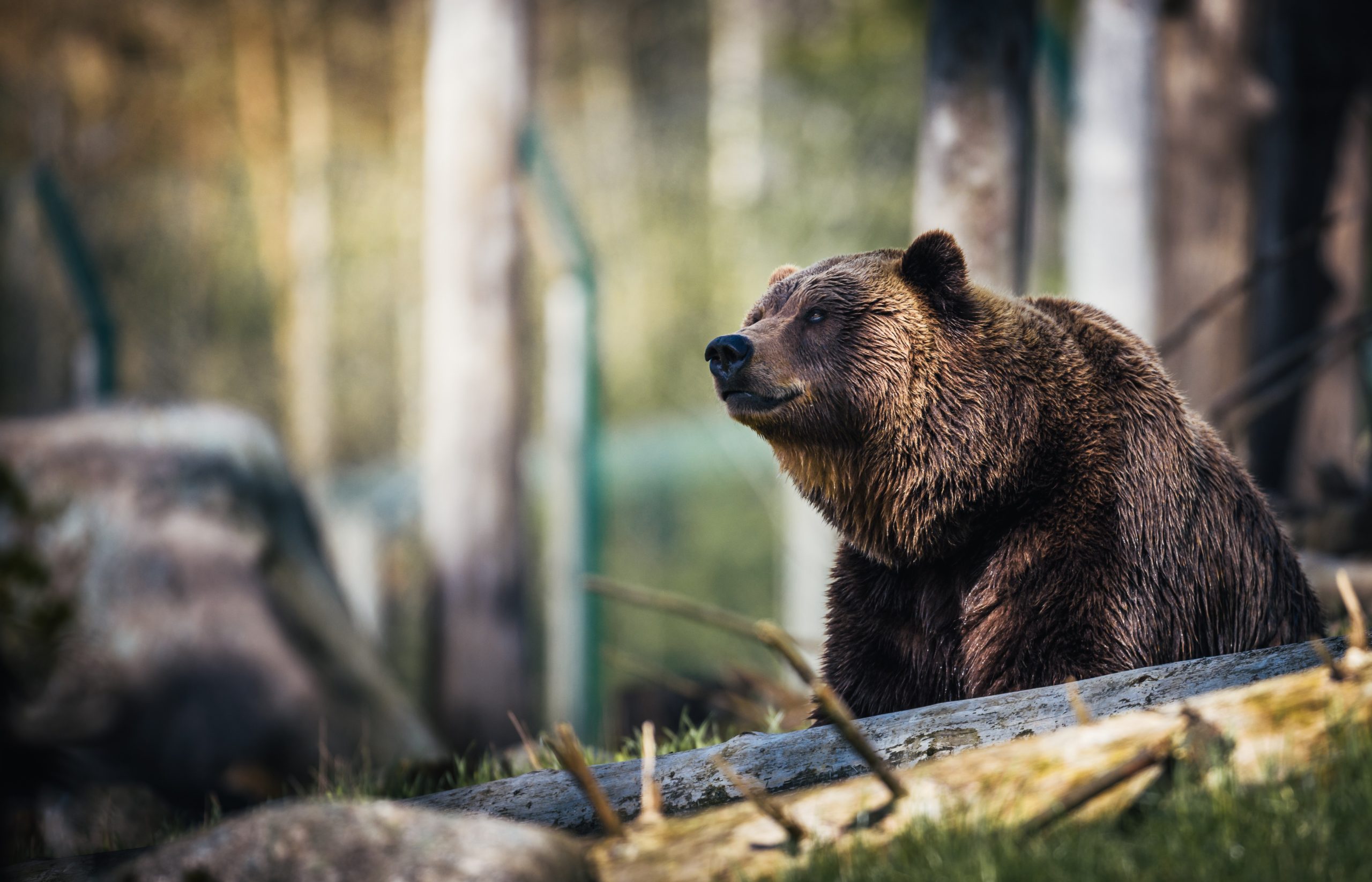 סיכום שנת 2022 – שנת הדובים בארה"ב